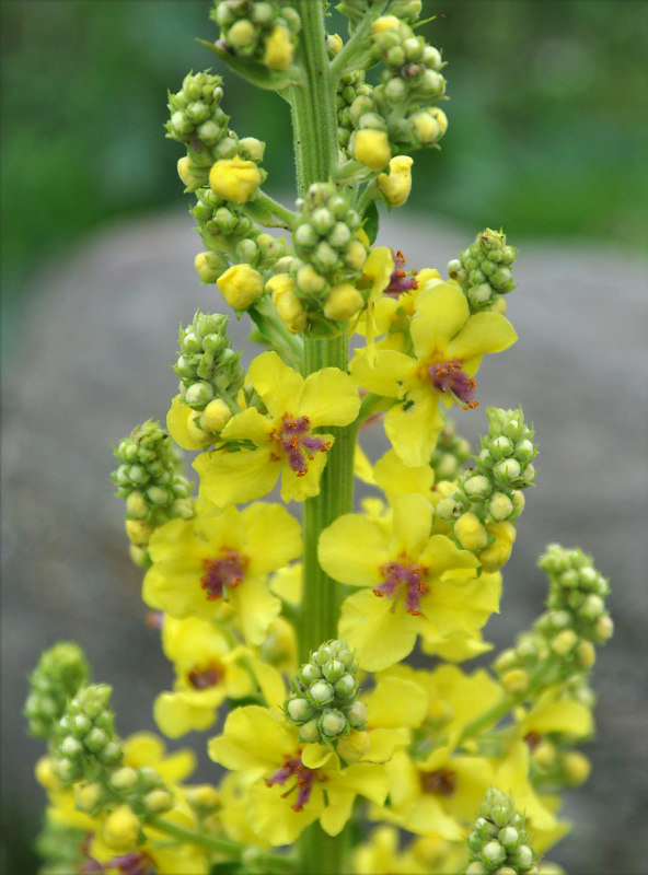 Image of Verbascum laxum specimen.