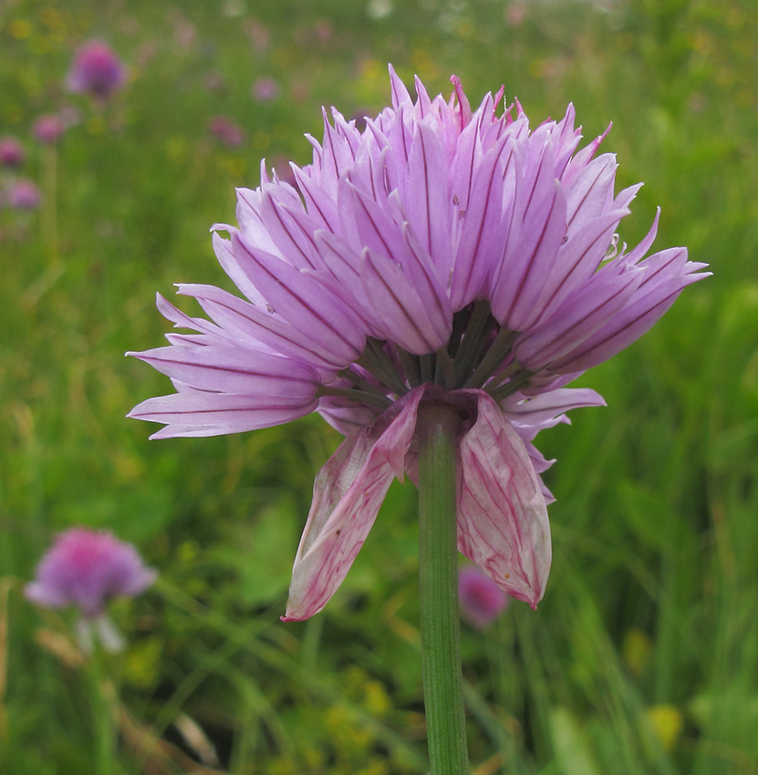 Image of Allium schoenoprasum specimen.