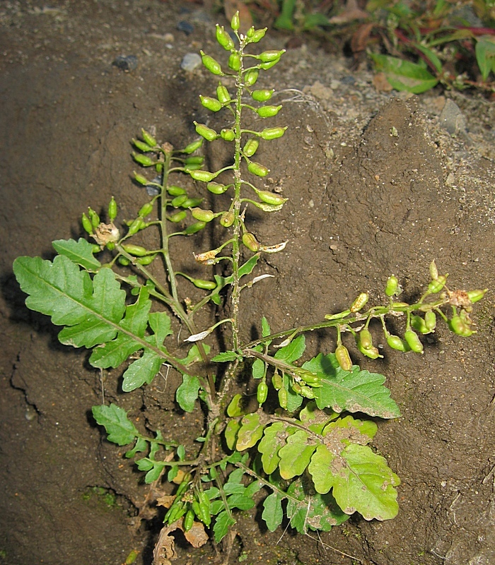 Image of Rorippa palustris specimen.