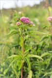 Eupatorium cannabinum