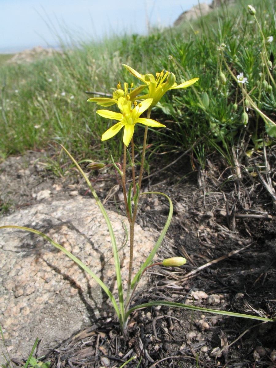 Image of genus Gagea specimen.