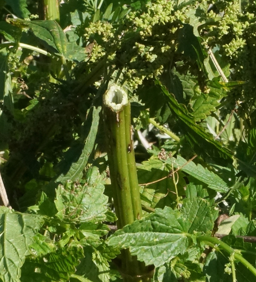 Image of Urtica dioica specimen.