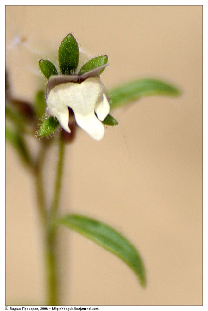 Image of Chaenorhinum minus specimen.