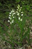 Cephalanthera longifolia. Цветущие растения. Крым, Бахчисарайский р-н, гора Бакла, разреженный дубовый лес. 1 мая 2016 г.