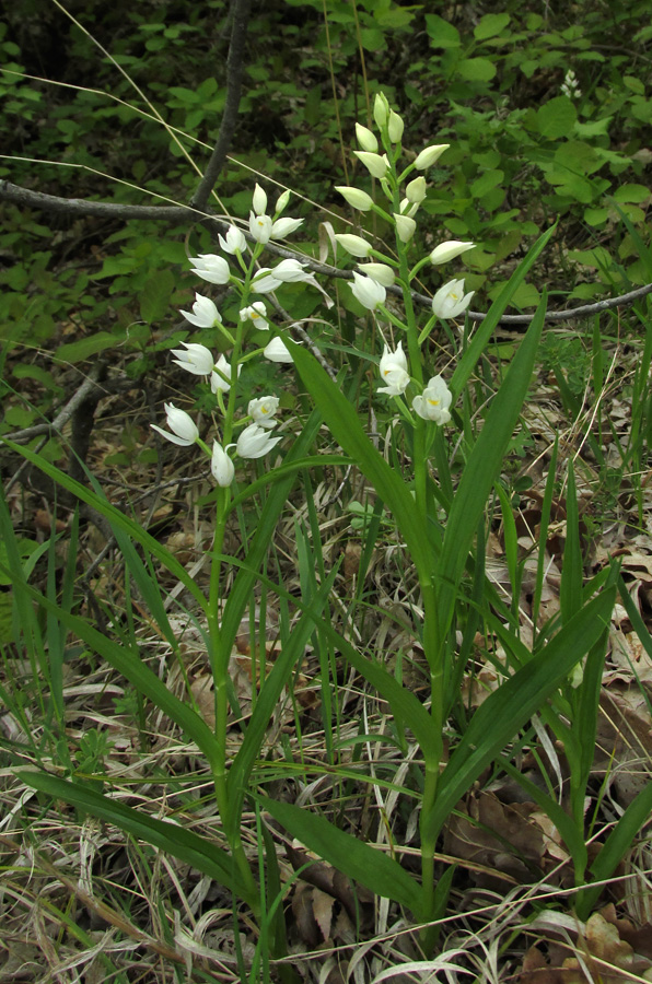 Image of Cephalanthera longifolia specimen.