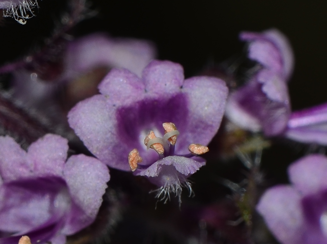 Image of genus Ocimum specimen.