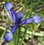 Iris sintenisii