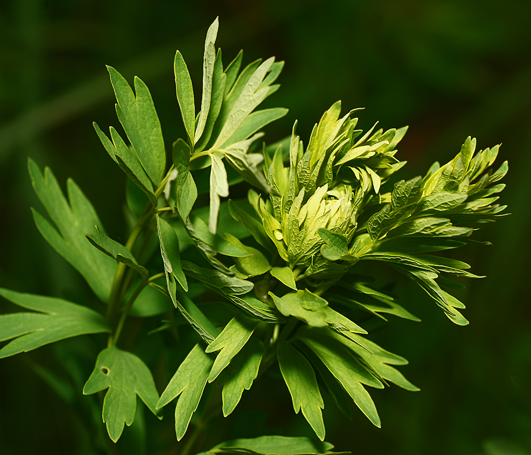 Image of Thalictrum simplex specimen.