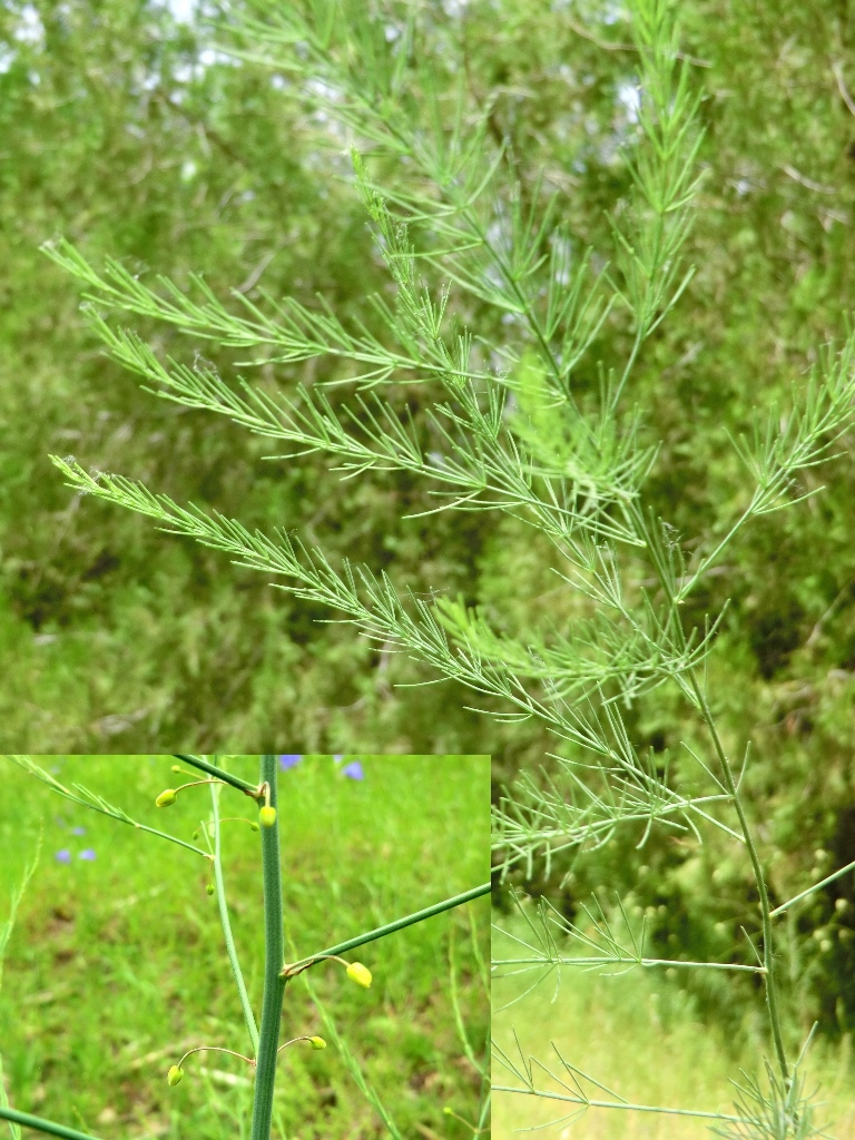Image of Asparagus persicus specimen.