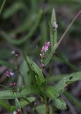 Persicaria minor. Верхушка цветущего растения. Свердловская обл., окр. г. Заречный, Черемшанское болото, под ВЛЭП. 26.06.2016.