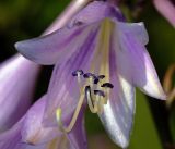 Hosta albomarginata. Тычинки и пестик. Московская обл., Раменский р-н, окр. дер. Хрипань, садовый участок. 05.07.2016.