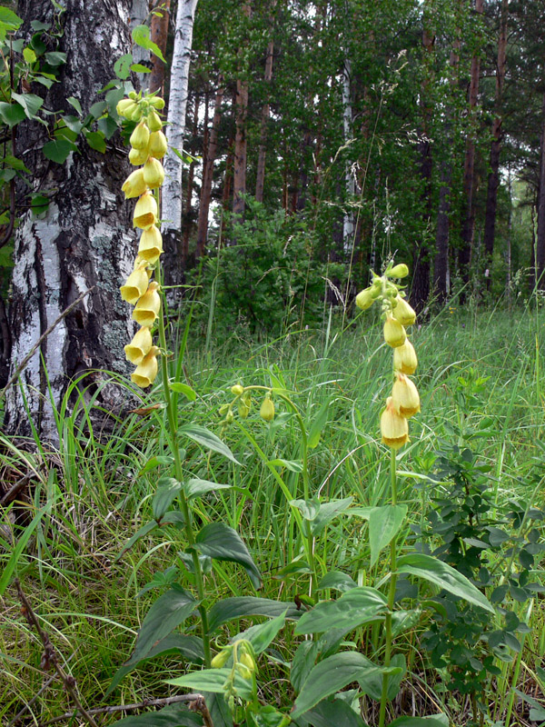 Изображение особи Digitalis grandiflora.