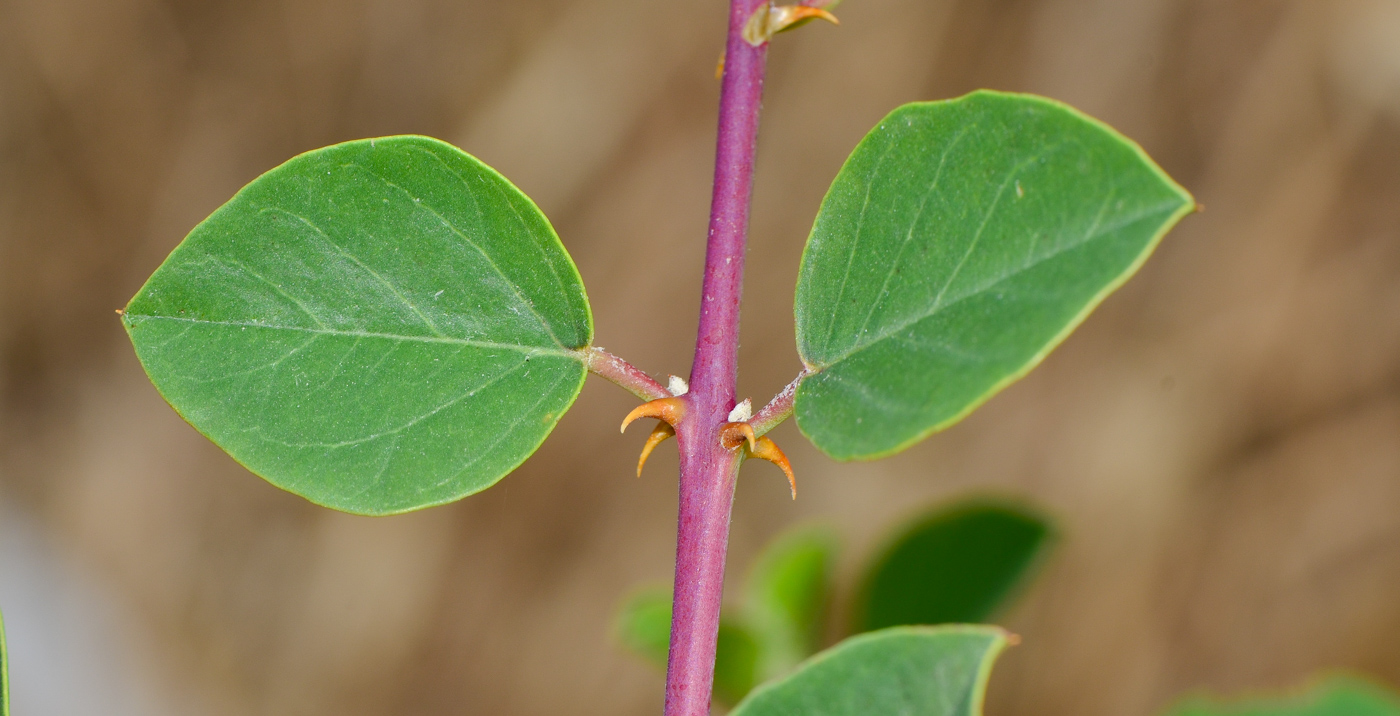 Изображение особи Capparis zoharyi.