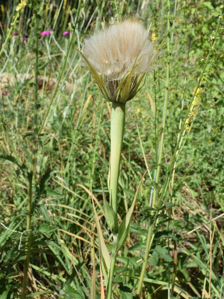 Изображение особи род Tragopogon.