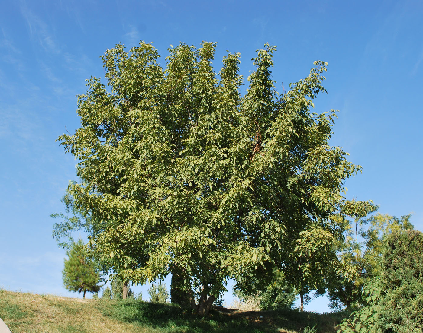 Image of Juglans regia specimen.