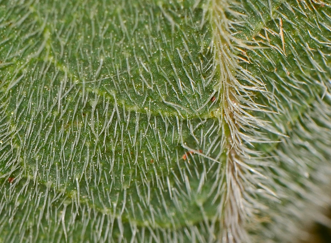 Image of Anchusa strigosa specimen.