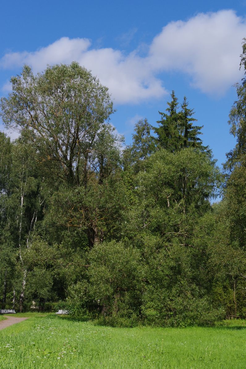 Image of Salix euxina specimen.