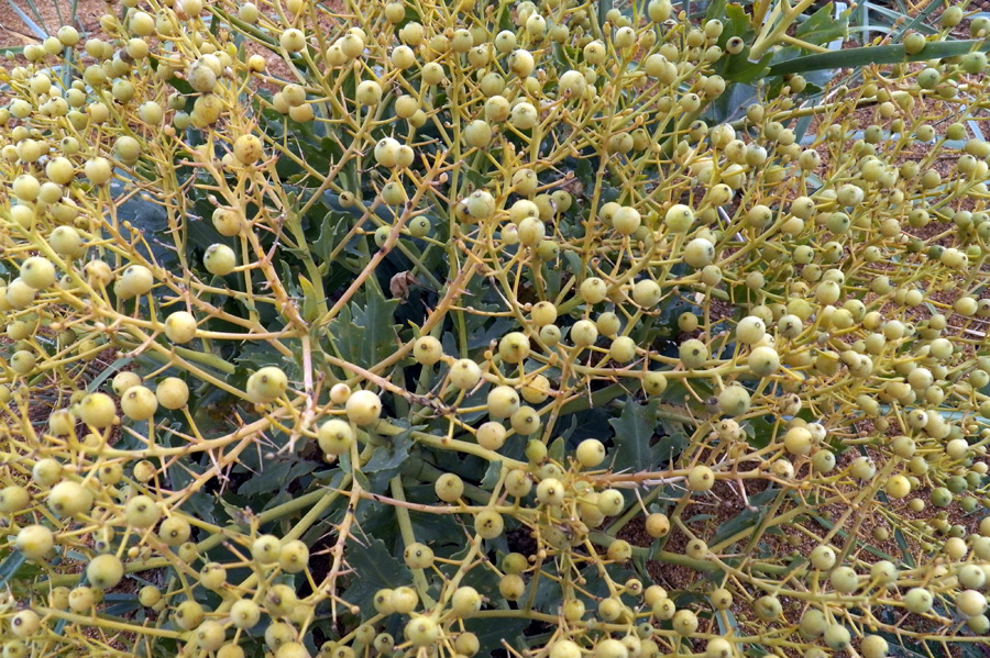 Изображение особи Crambe maritima.