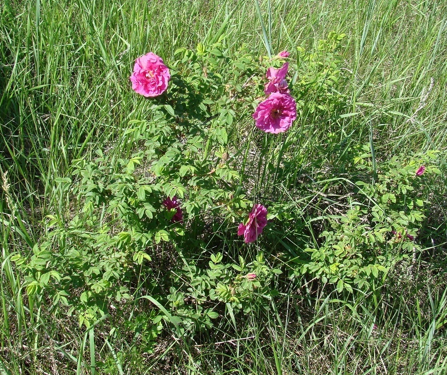 Image of Rosa rugosa specimen.