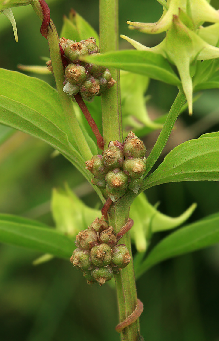 Изображение особи Cuscuta europaea.