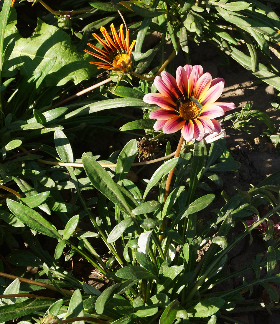 Изображение особи Gazania rigens.