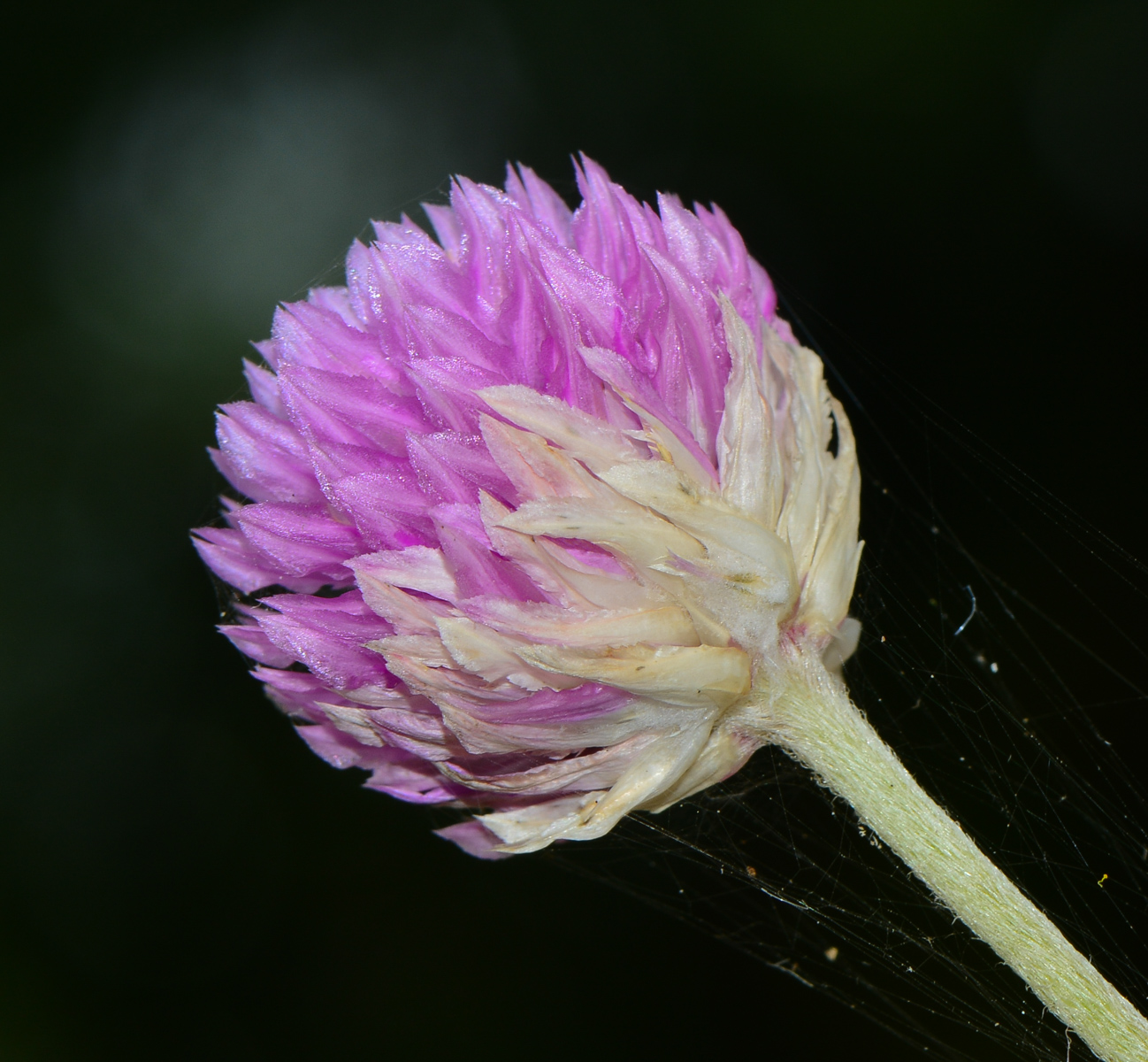 Изображение особи Gomphrena globosa.