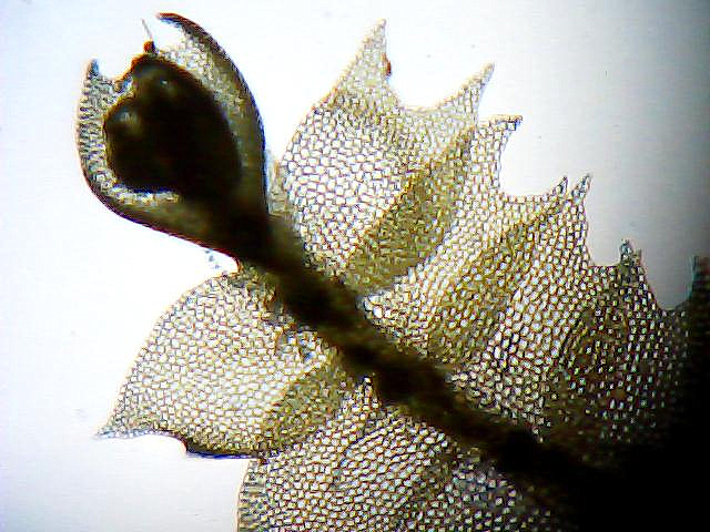 Изображение особи Chiloscyphus profundus.
