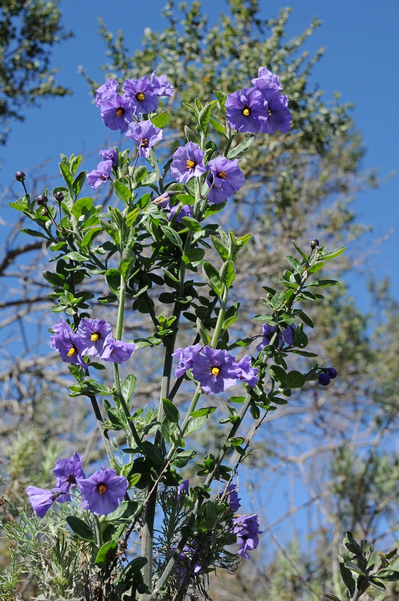 Image of Solanum umbelliferum specimen.
