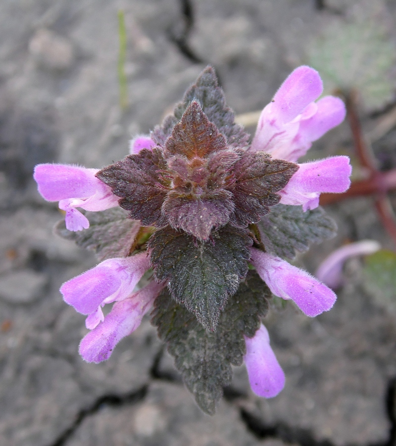 Image of Lamium purpureum specimen.