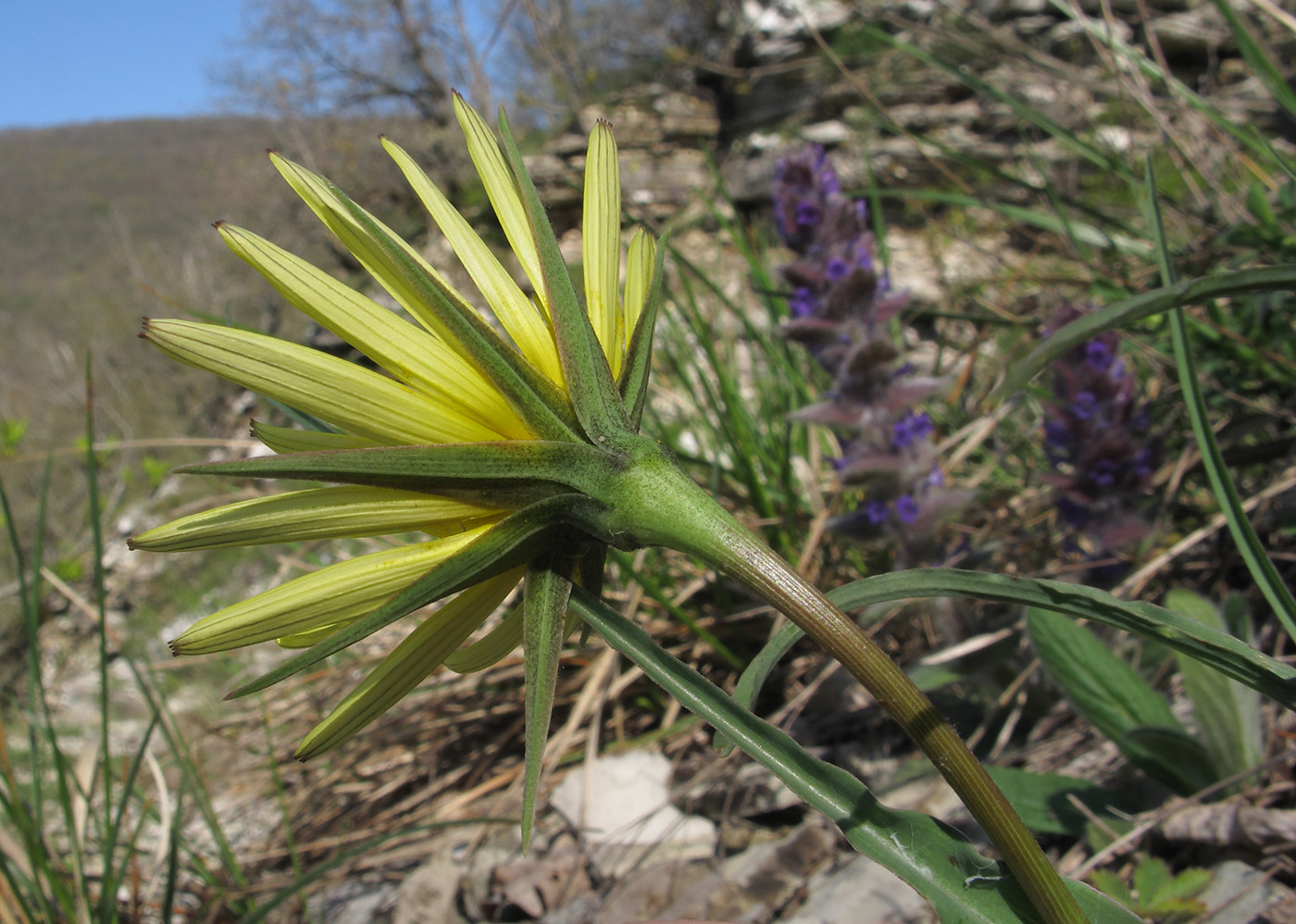 Image of genus Tragopogon specimen.