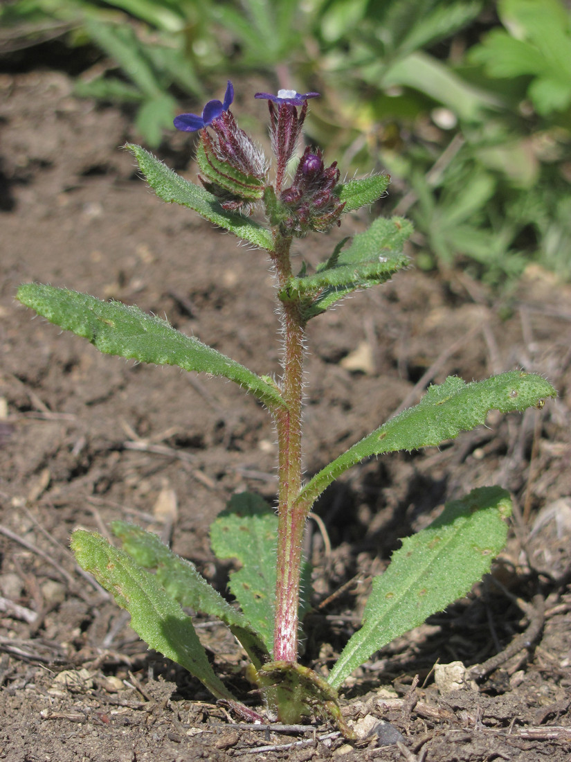 Изображение особи Anchusa pusilla.