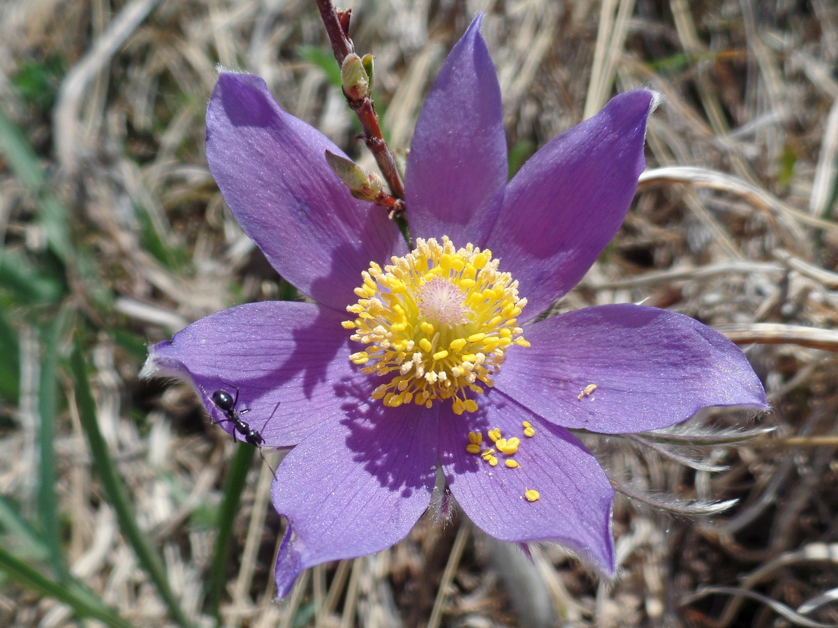 Image of Pulsatilla patens specimen.