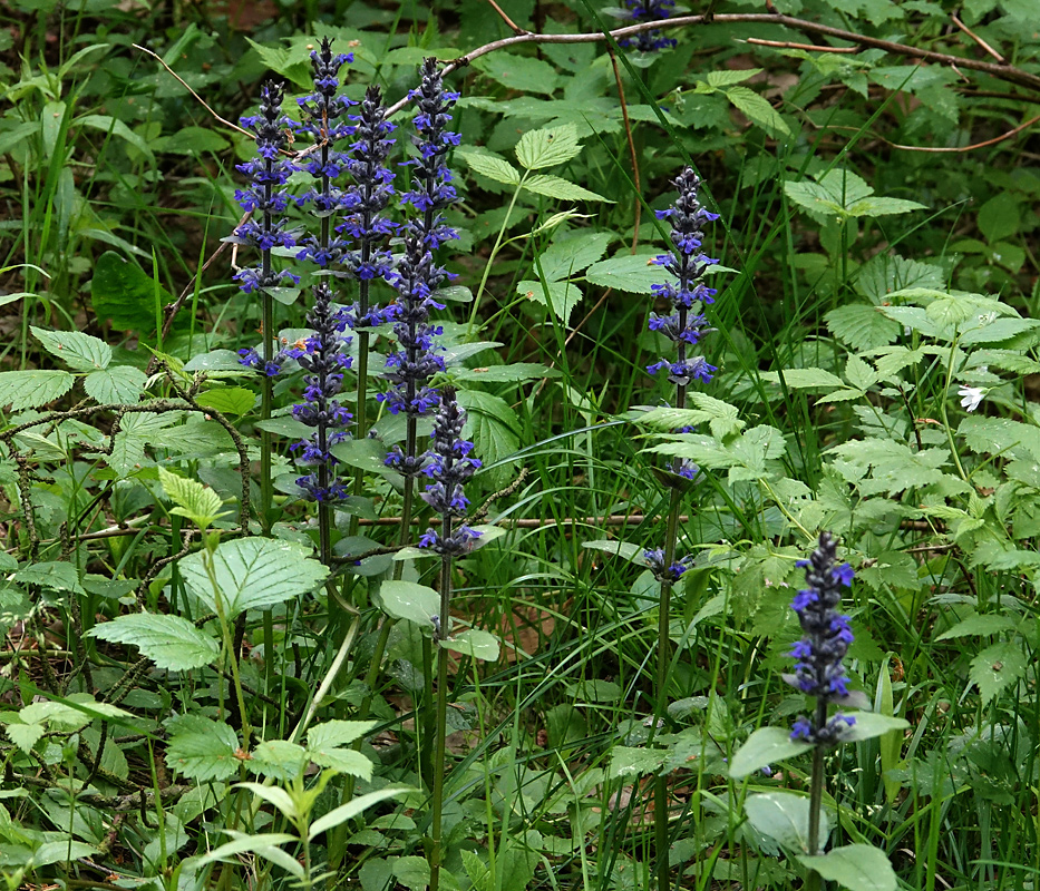 Image of Ajuga reptans specimen.