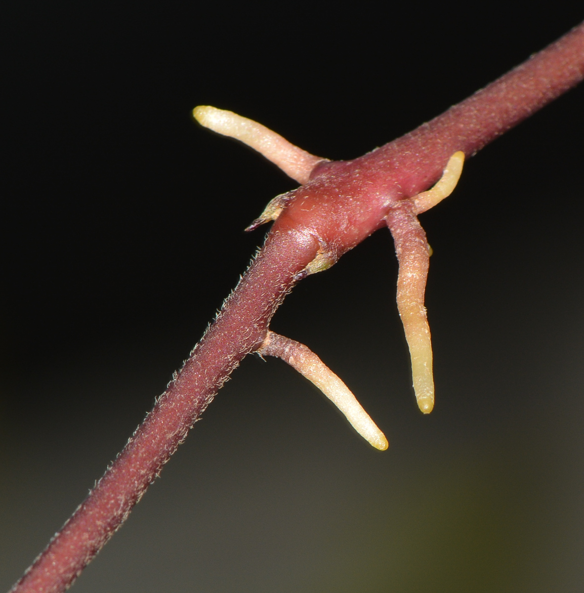 Image of Hoya carnosa specimen.