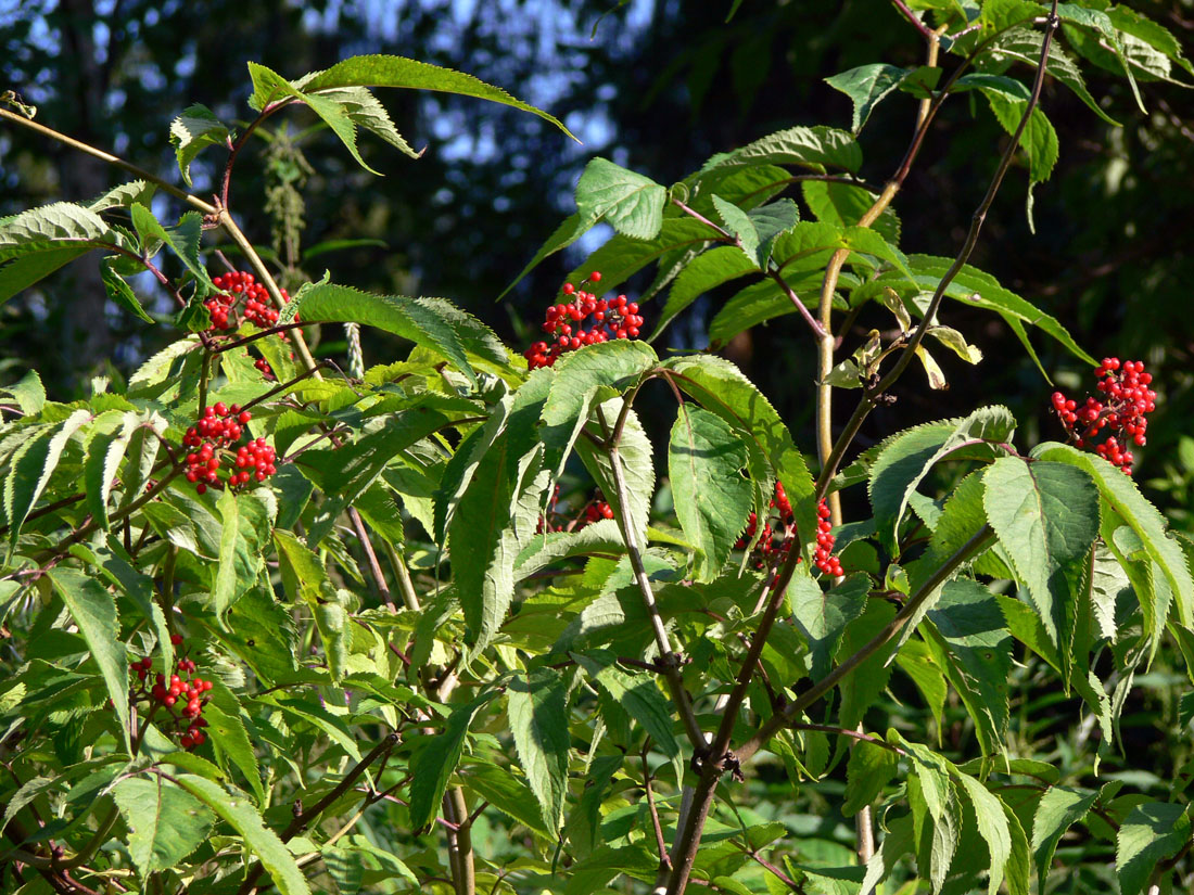 Image of Sambucus sibirica specimen.