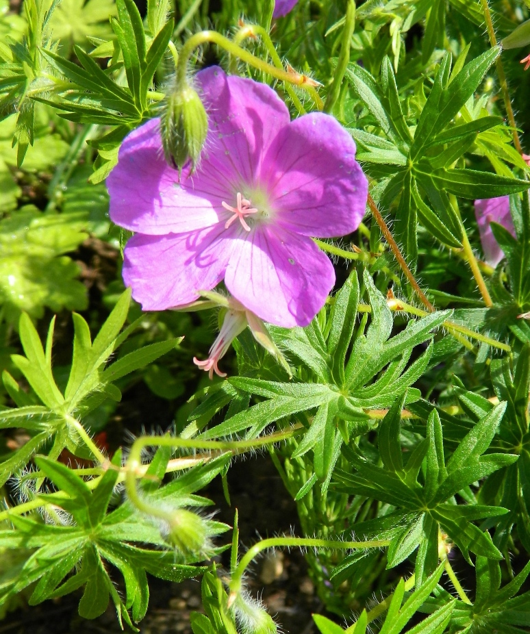 Изображение особи Geranium sanguineum.