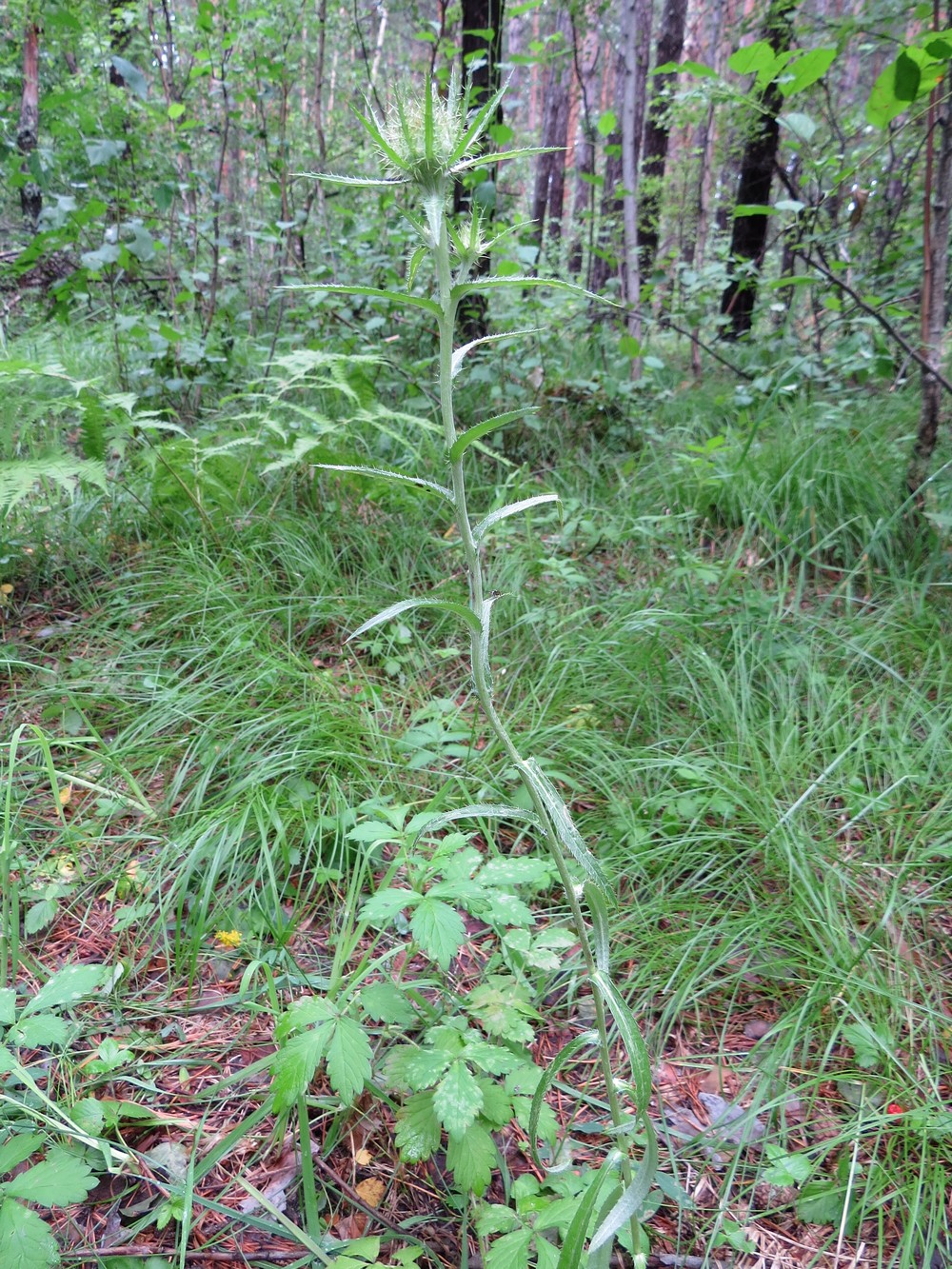 Изображение особи Carlina biebersteinii.