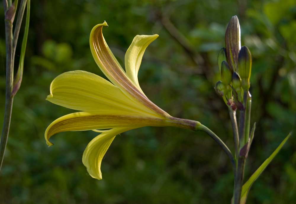 Image of genus Hemerocallis specimen.