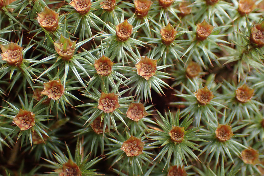 Изображение особи Polytrichum juniperinum.