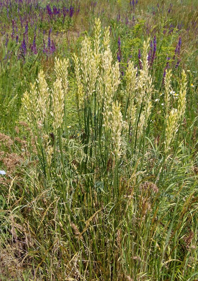 Image of Astragalus asper specimen.