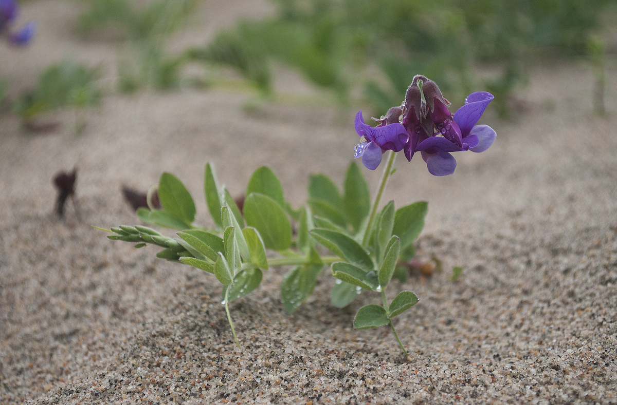 Image of Lathyrus japonicus ssp. pubescens specimen.