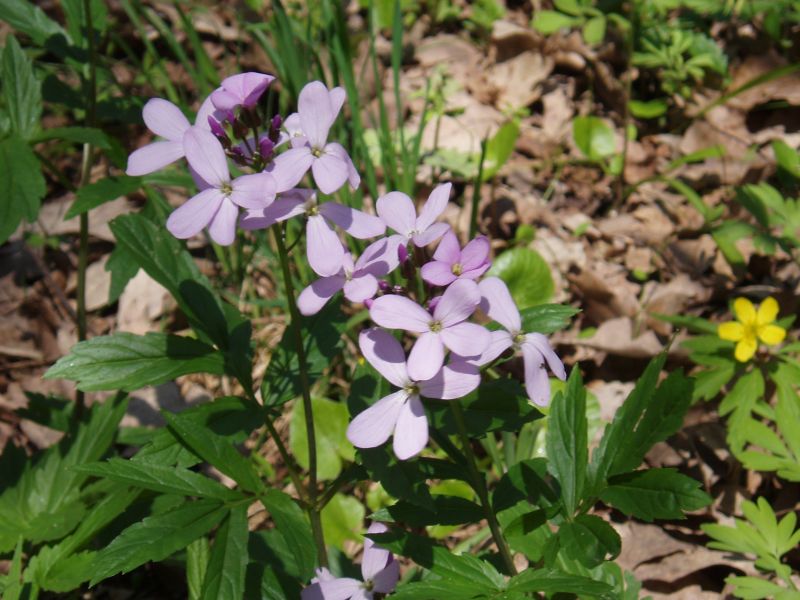 Image of Cardamine quinquefolia specimen.