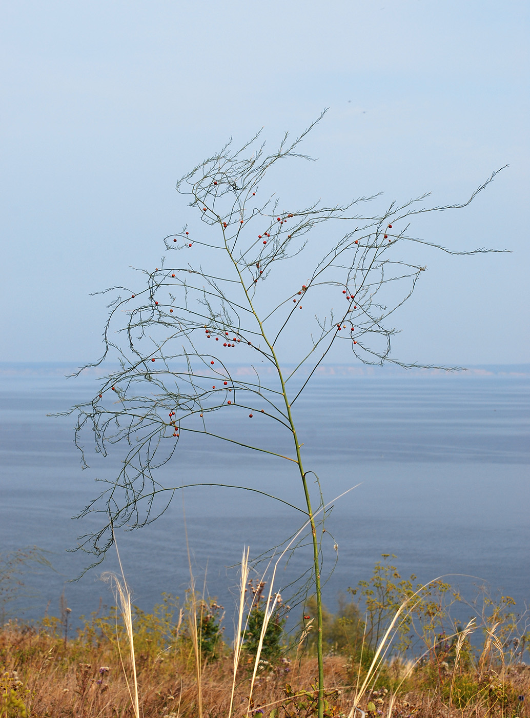 Image of Asparagus officinalis specimen.