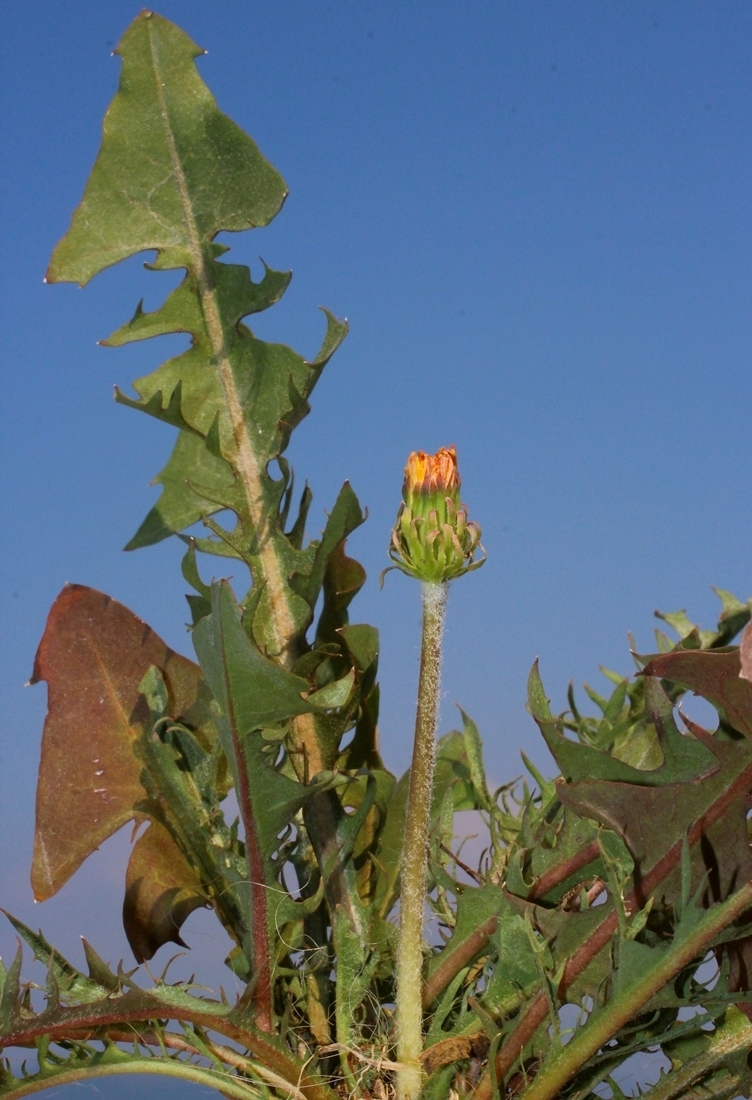 Image of Taraxacum stenocephalum ssp. magnum specimen.