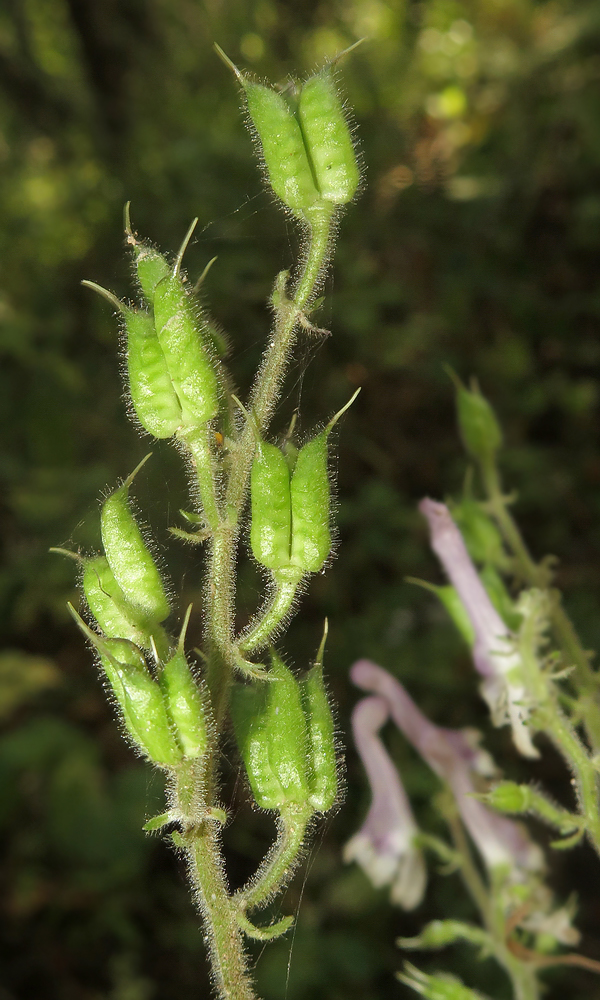 Image of Aconitum alboviolaceum specimen.