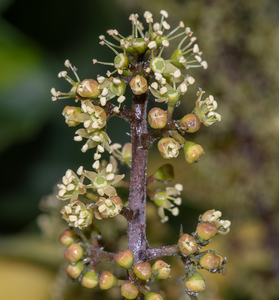 Image of Heptapleurum arboricola specimen.