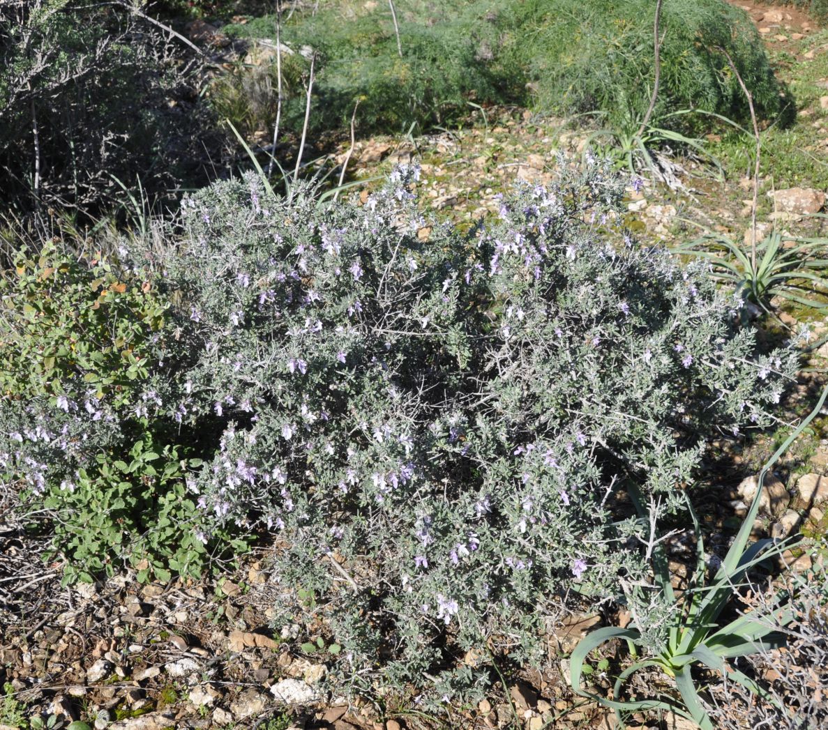 Image of Teucrium brevifolium specimen.