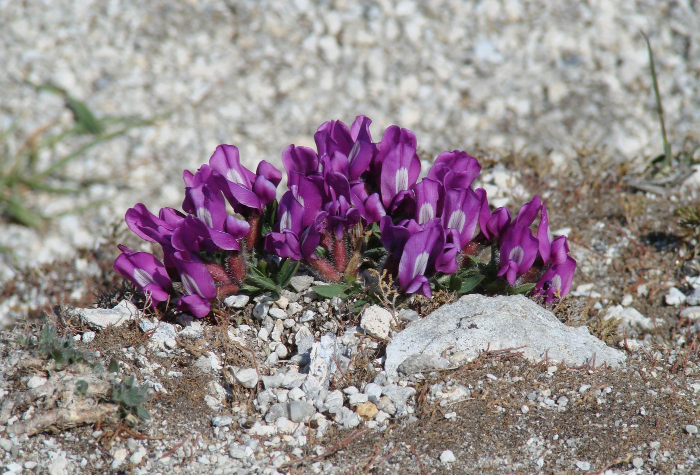 Изображение особи Oxytropis triphylla.