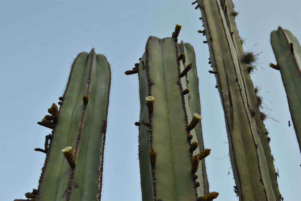 Изображение особи Pachycereus marginatus.