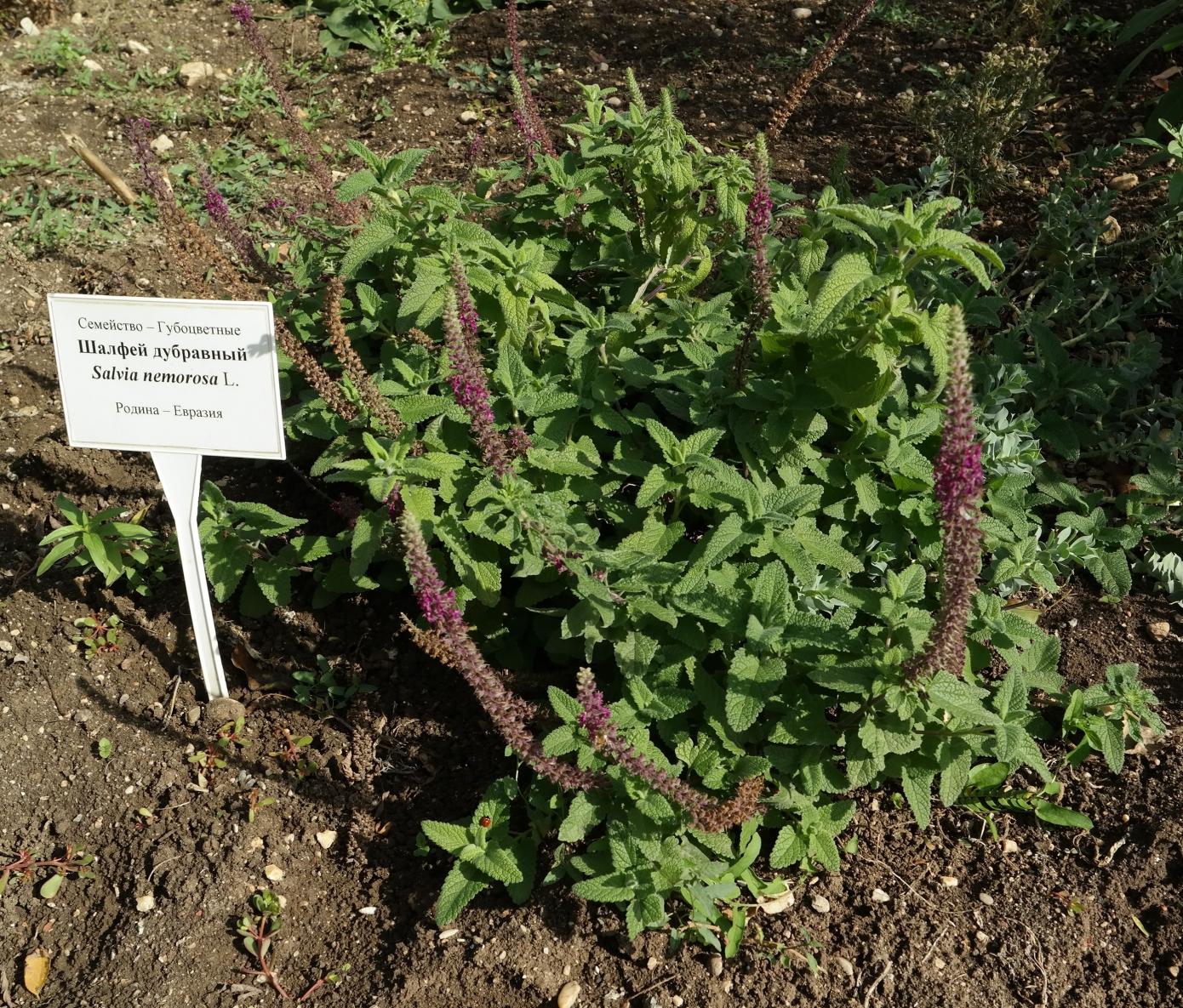 Image of Teucrium hircanicum specimen.